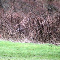 B-PokalFeb2020_1090